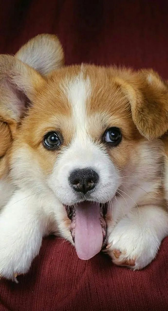 Corgi Pembroke