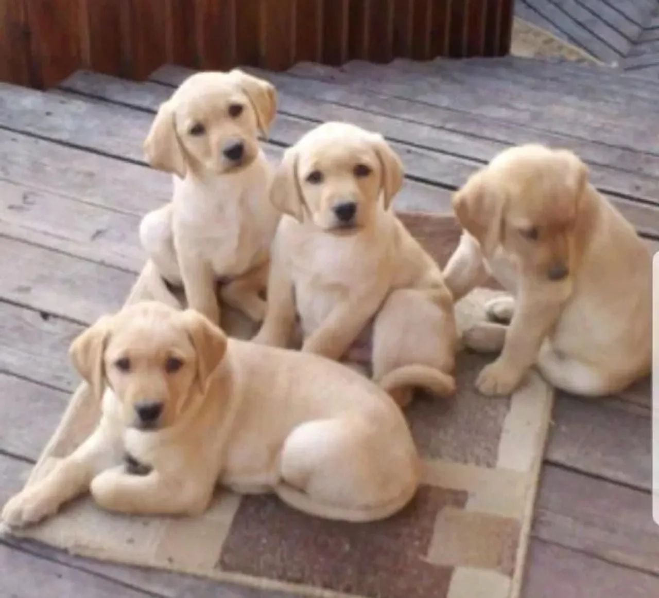 Vendo Filhotes Labrador  - Foto 4