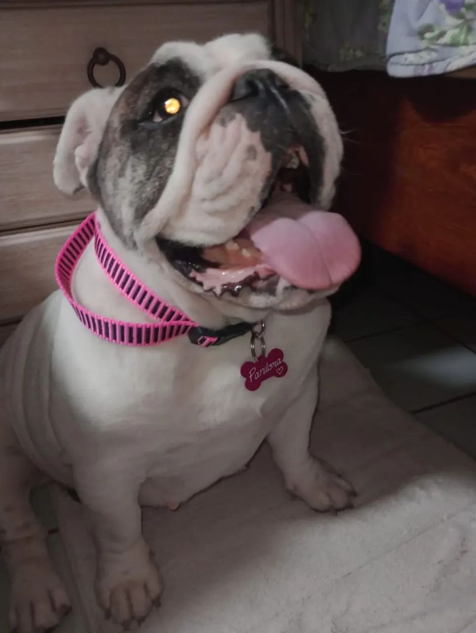 Buldog inglês  - Foto 4