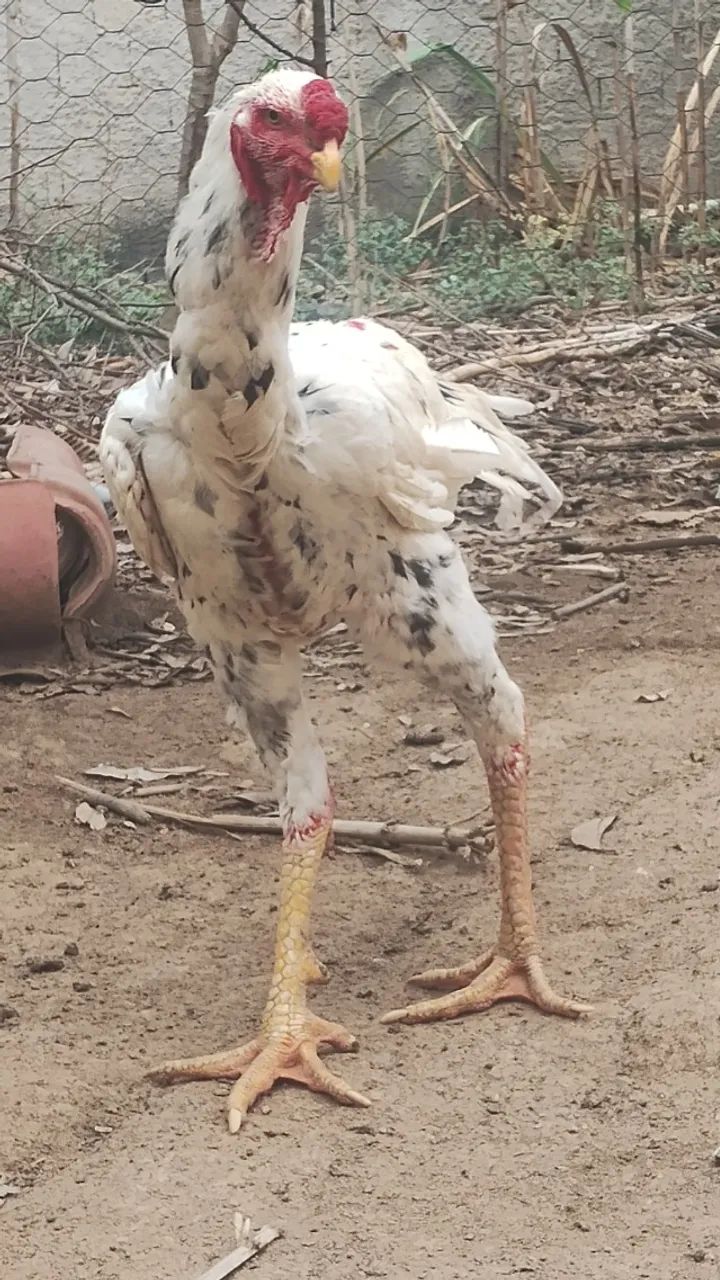Frango índio gigante  - Foto 3