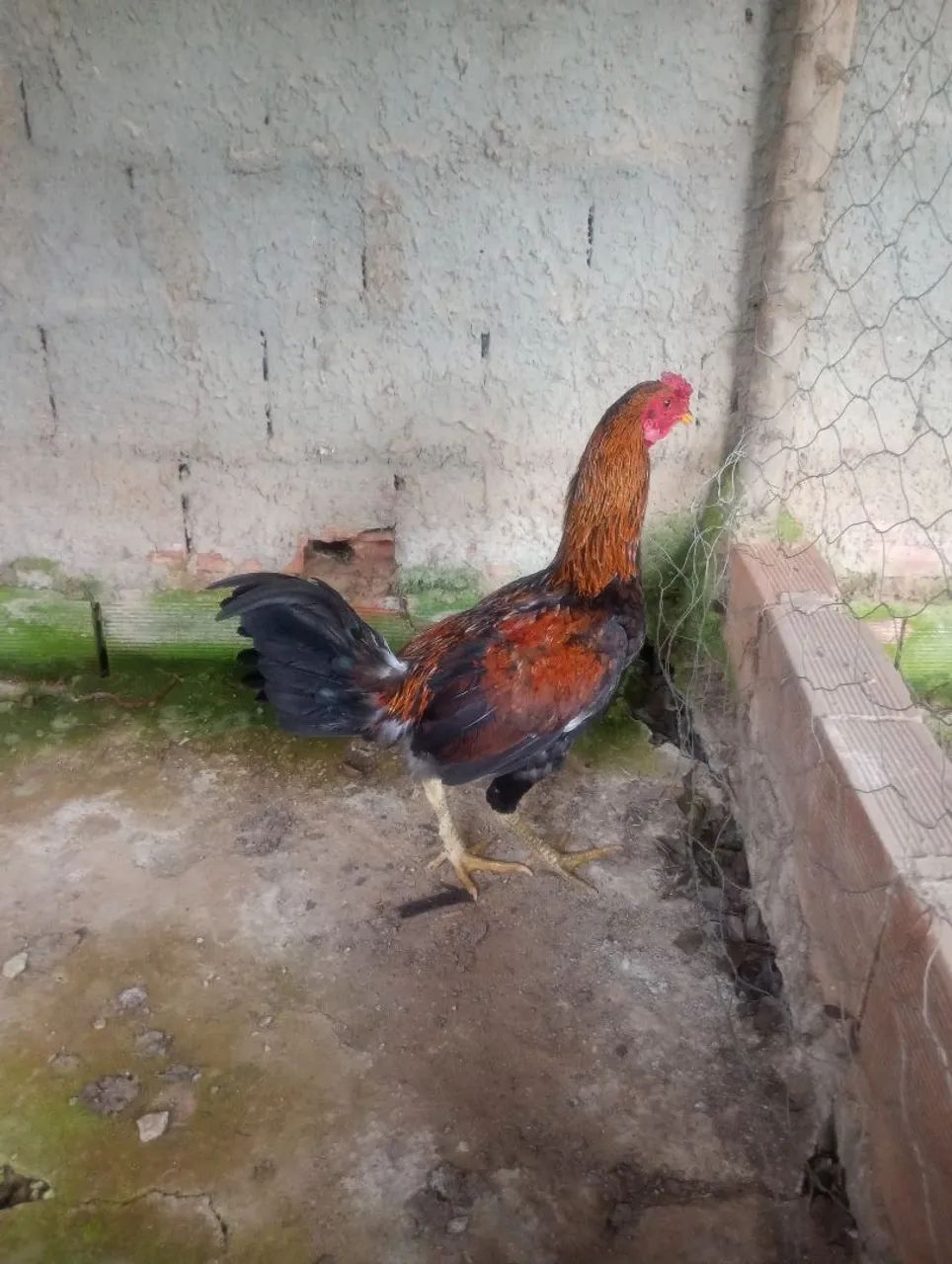 1 Frango e 2 Galinhas - Foto 5