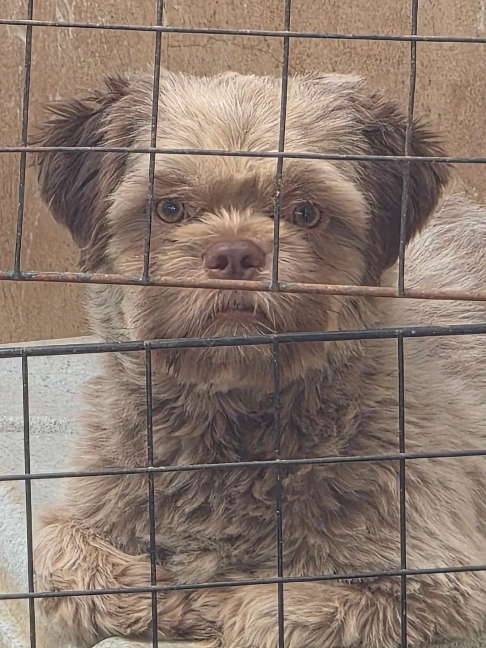 Shihtzu macho 