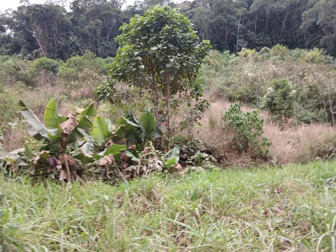 Propriedade 4.5 Alqueires Araguaia  - Foto 3