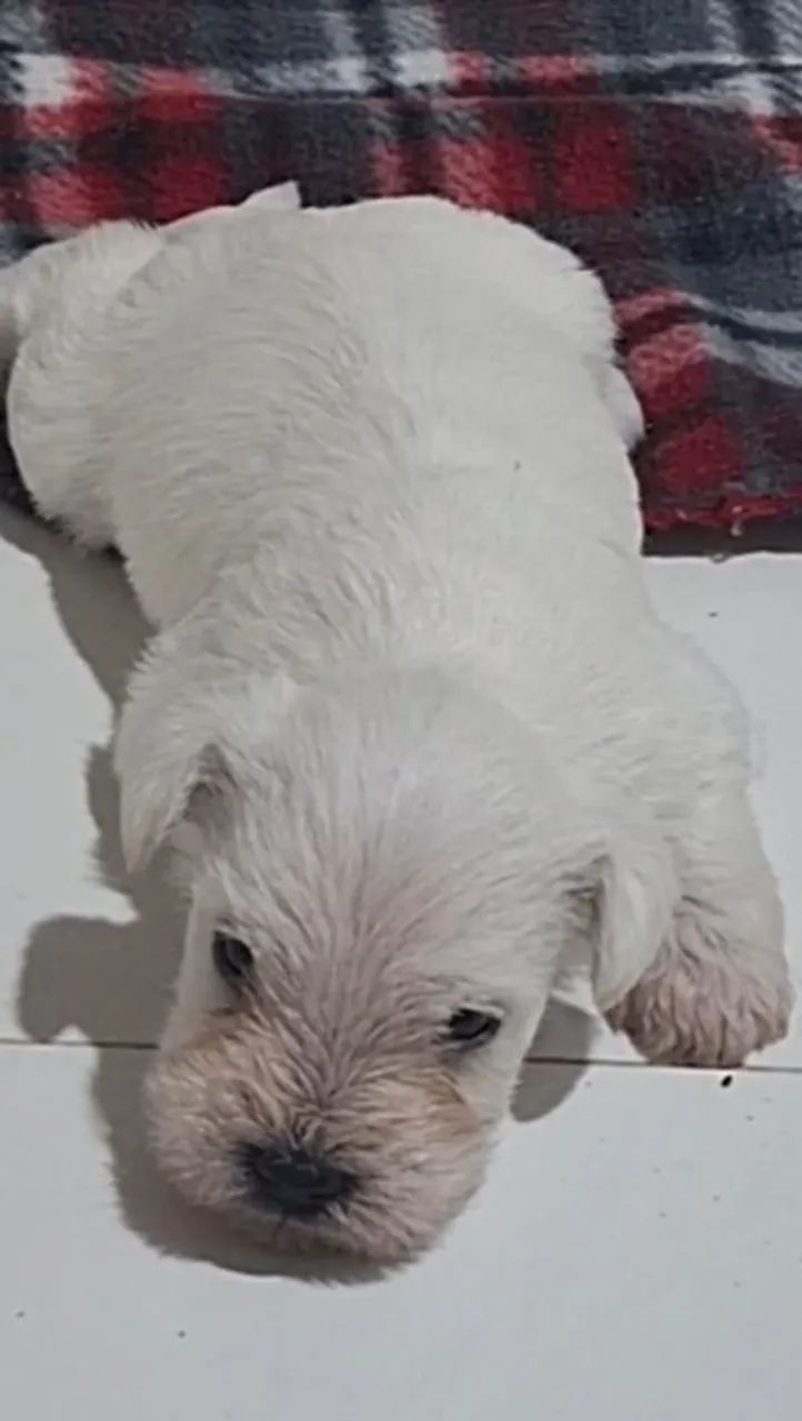 Schnauzer  - Foto 2
