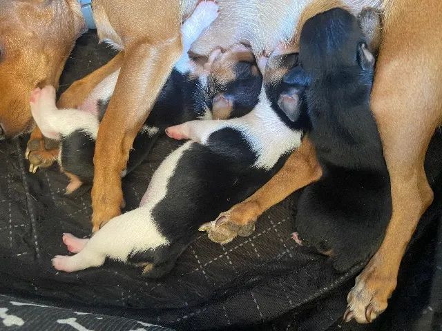 Filhote Pinscher  - Foto 2