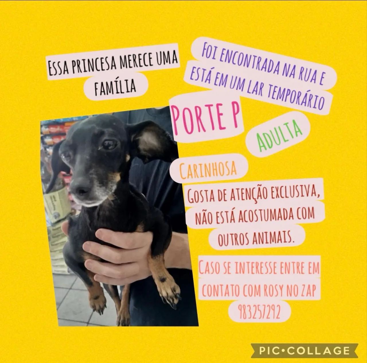 Cachorrinha