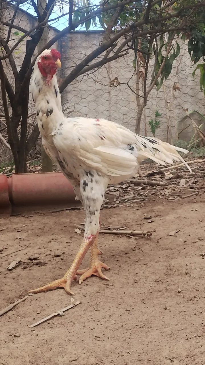 Frango índio gigante  - Foto 2