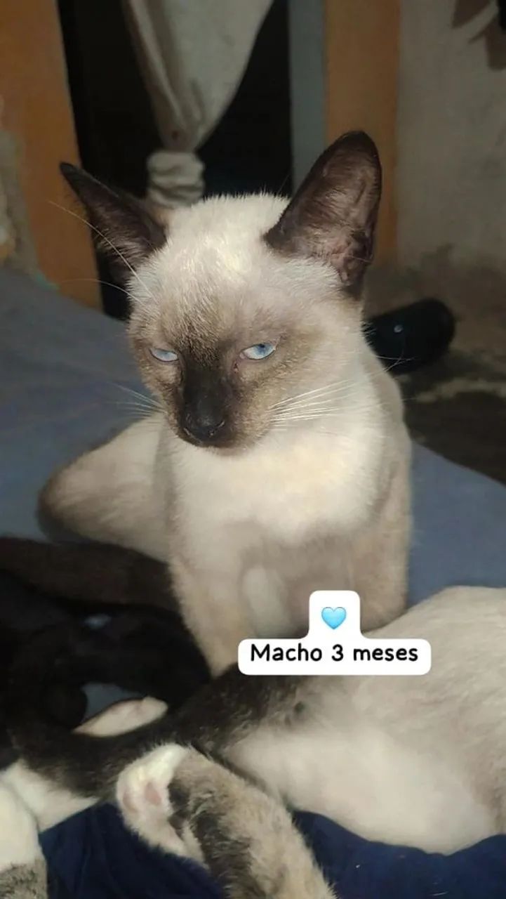 Doação de filhotes de gato - Foto 3