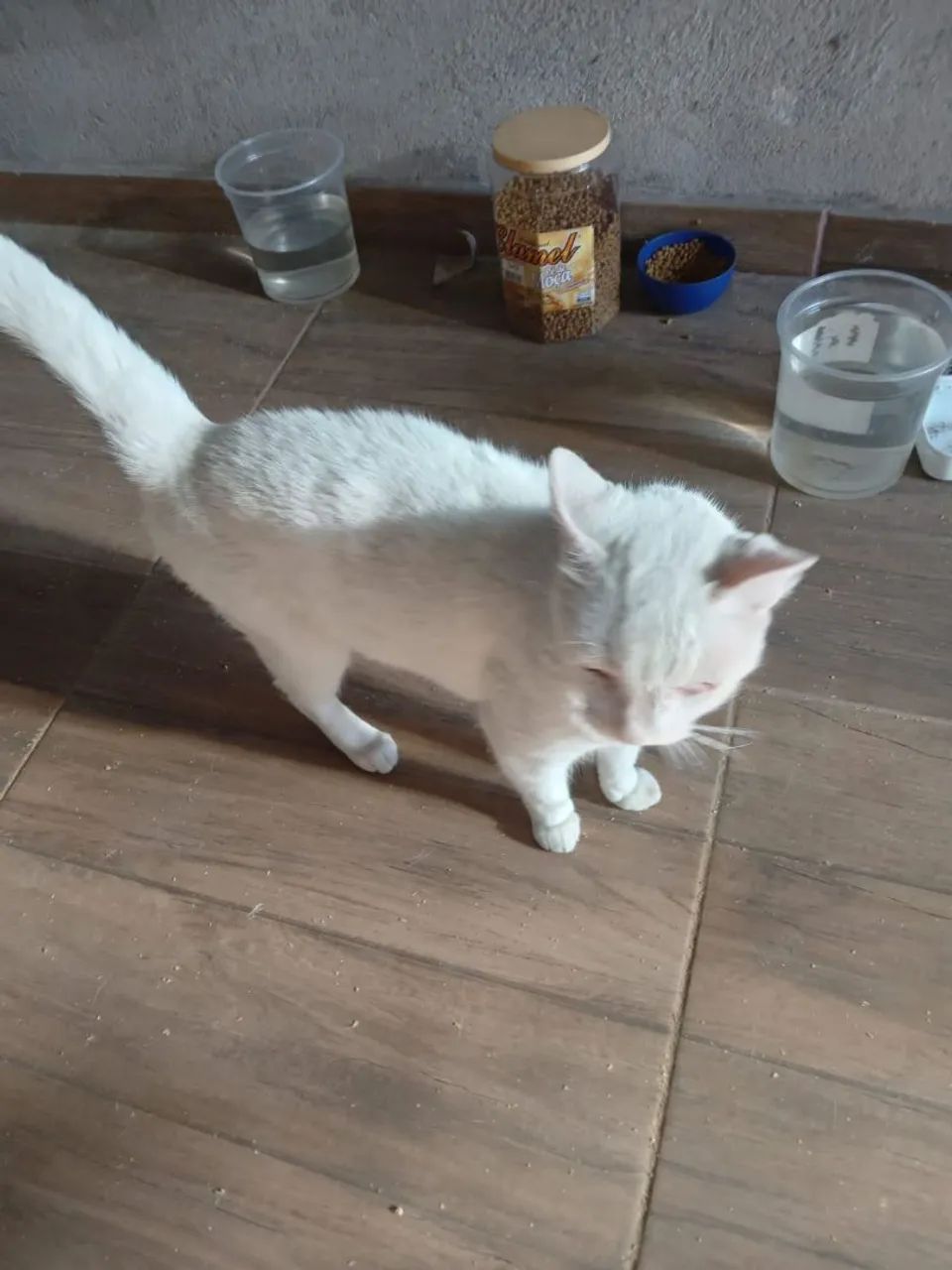 Doa se uma gatinha - Foto 5