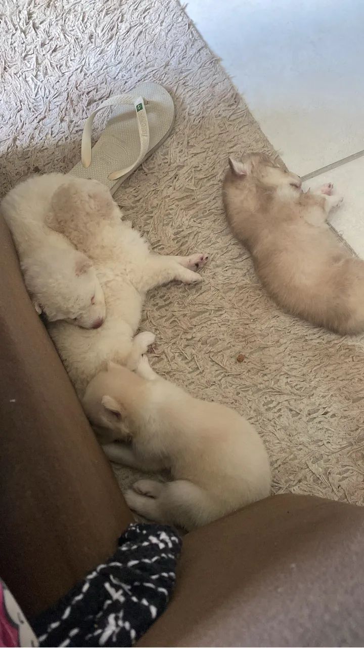 Cachorro  - Foto 3
