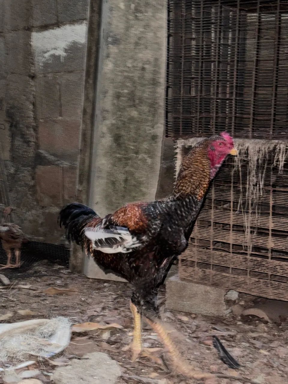 Frango caipira  - Foto 4