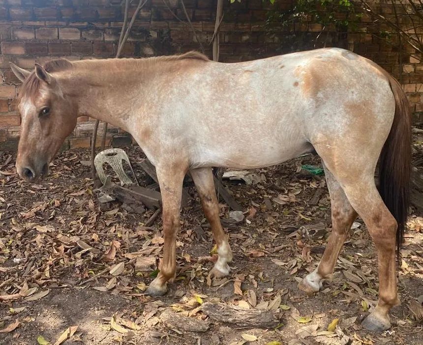Vendo cavalos mestiços  - Foto 3