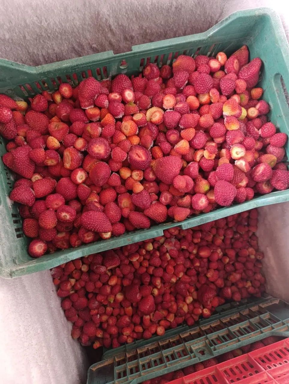 Morangos congelados do Nordeste  - Foto 2