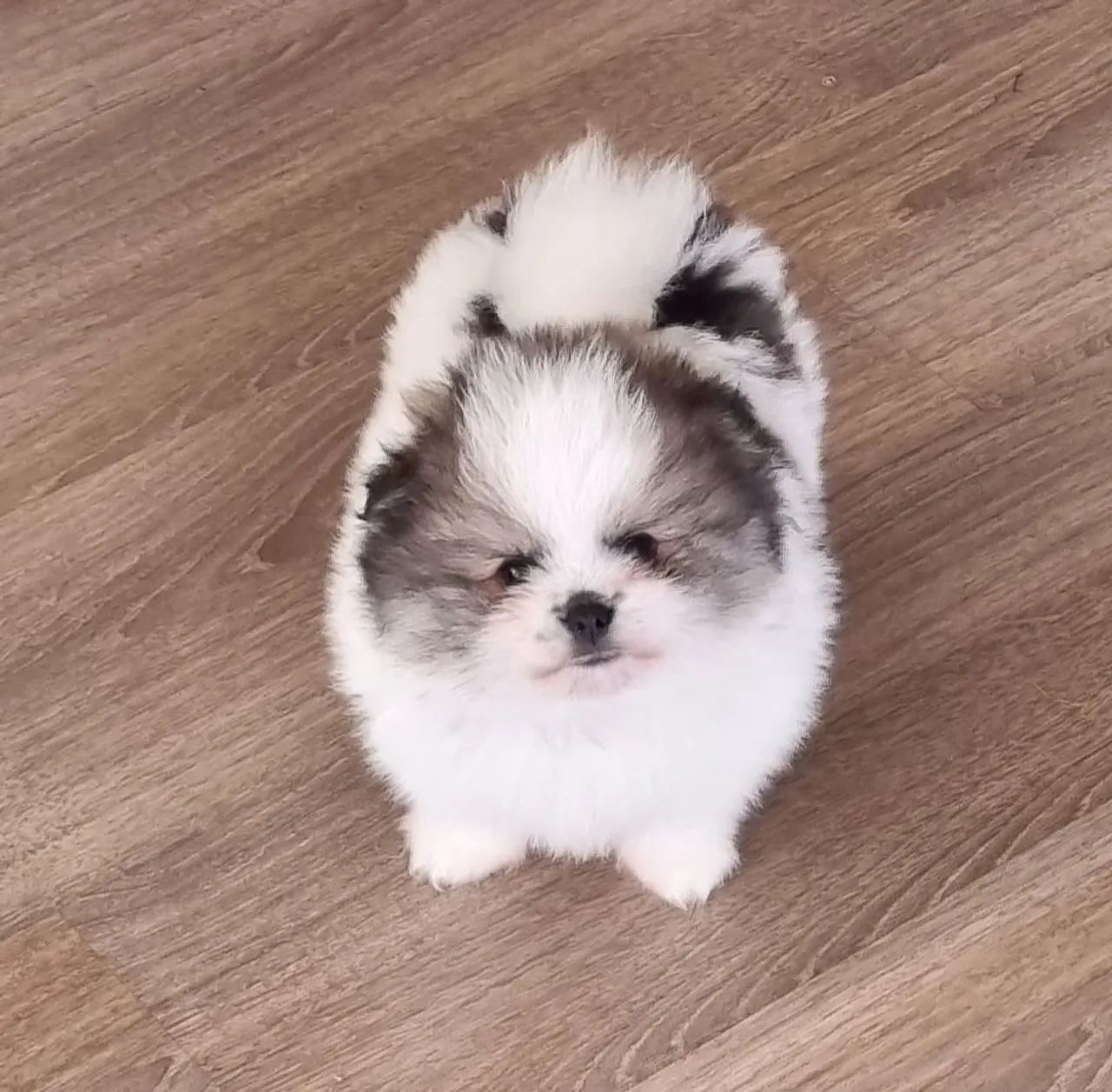 Spitz alemão macho 