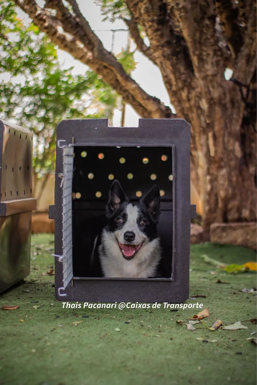 Caixa de Transporte PET - Foto 3