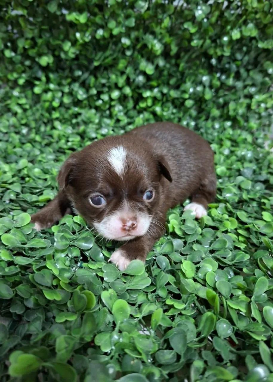 Chihuahua meigo e puro - Foto 3