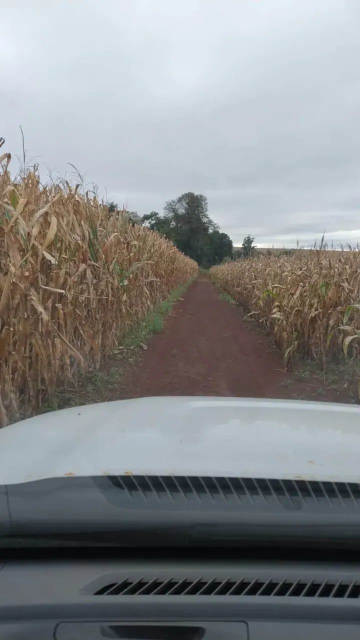 Sítio a venda no PR. Noroeste. - Foto 3