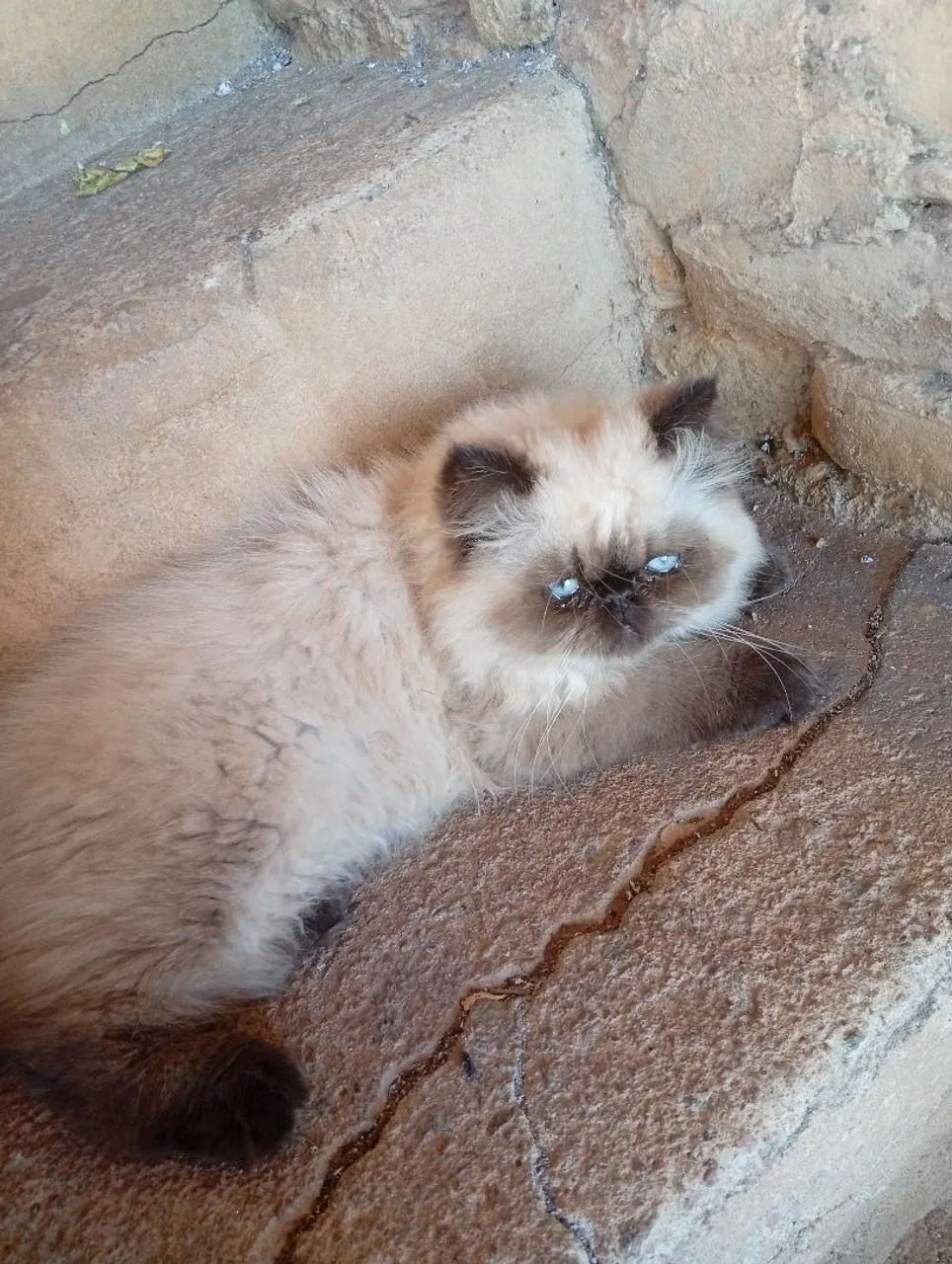 Vendo gato persa