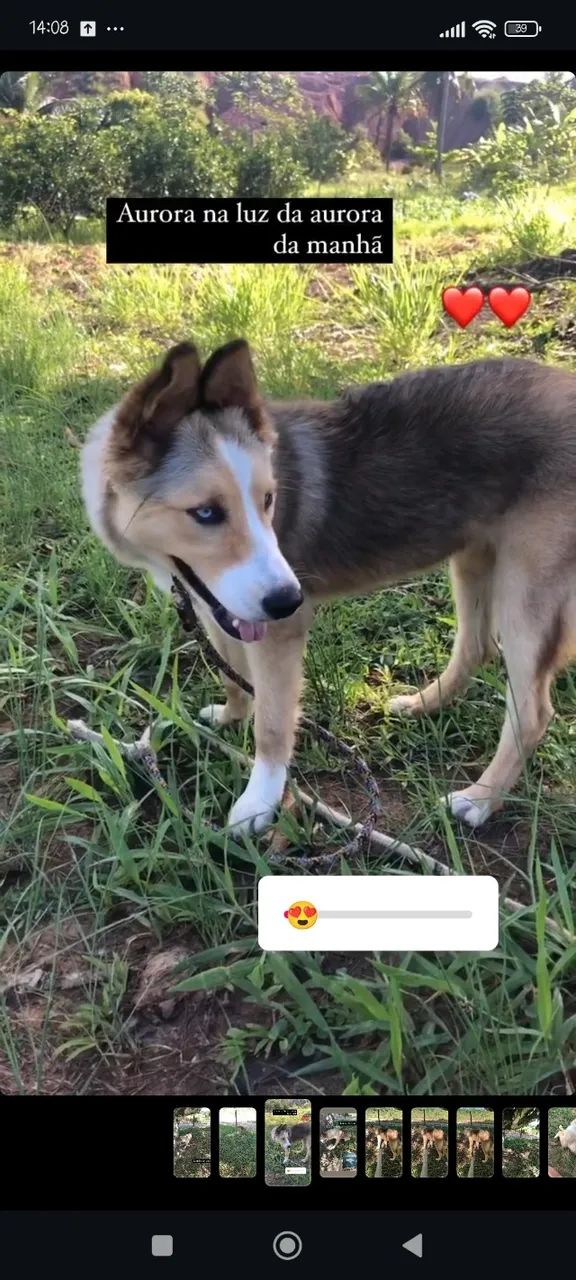Husky siberiano - Foto 3