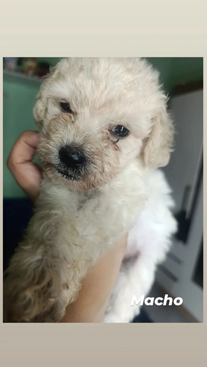 Cachorro podlle - Foto 2