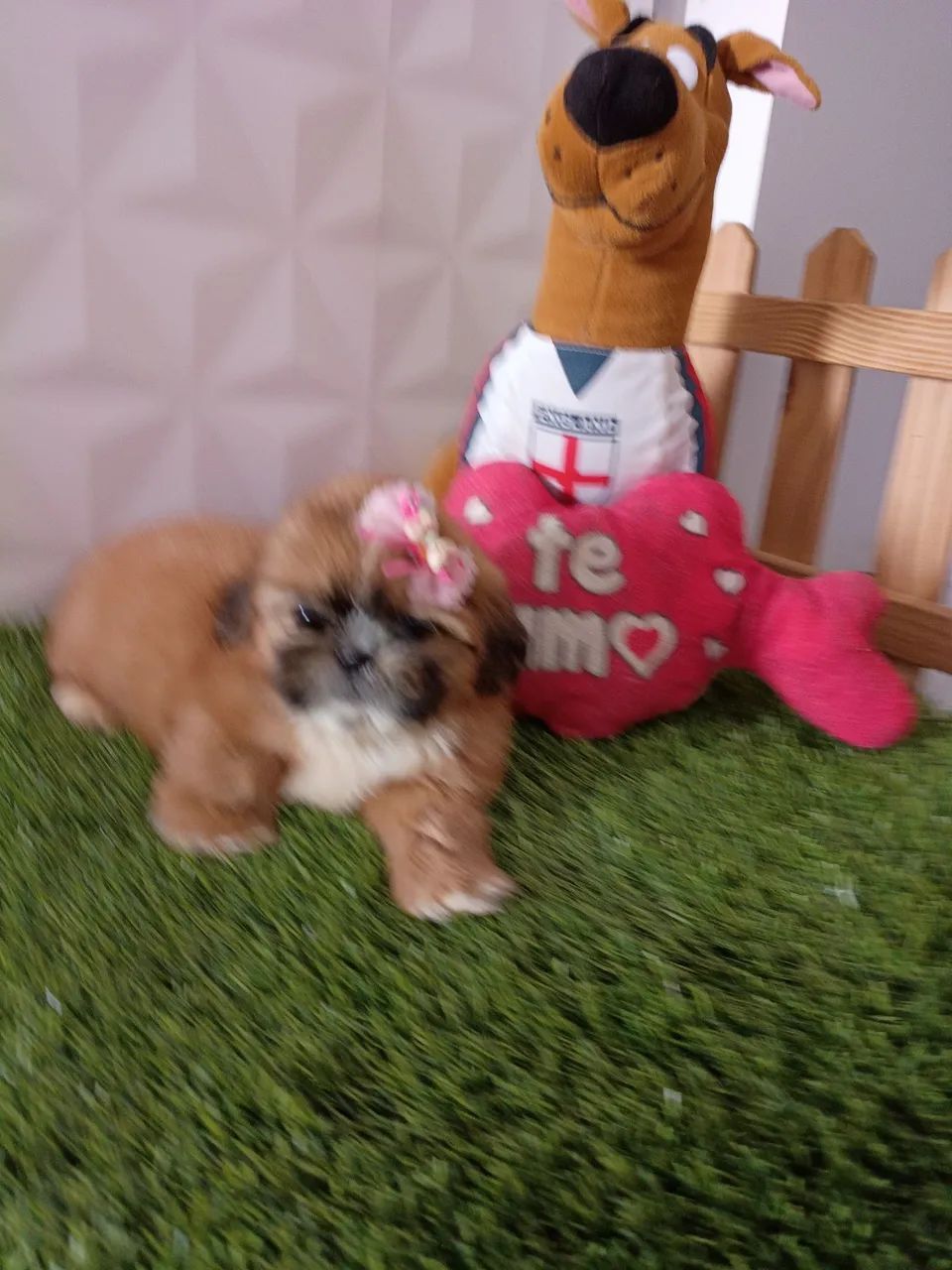 Shitzu Mini - Foto 3