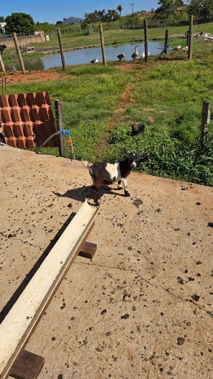 Mini Cabra/ Mini bode /pet do momento