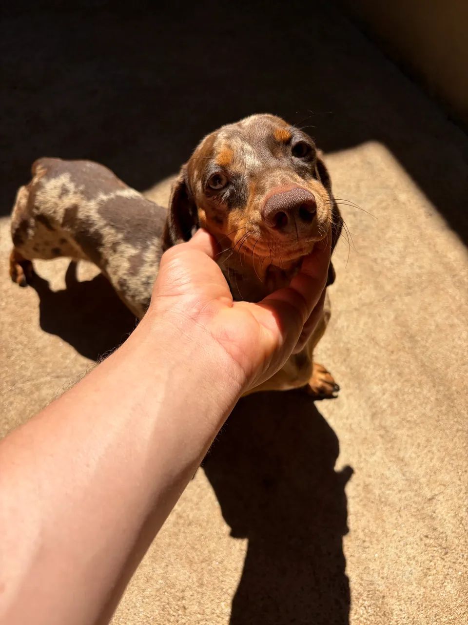Cachorro - Foto 4