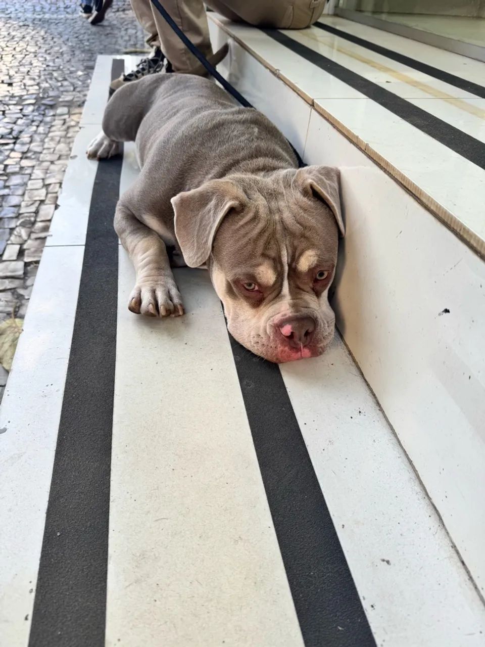 American Bully - Foto 3