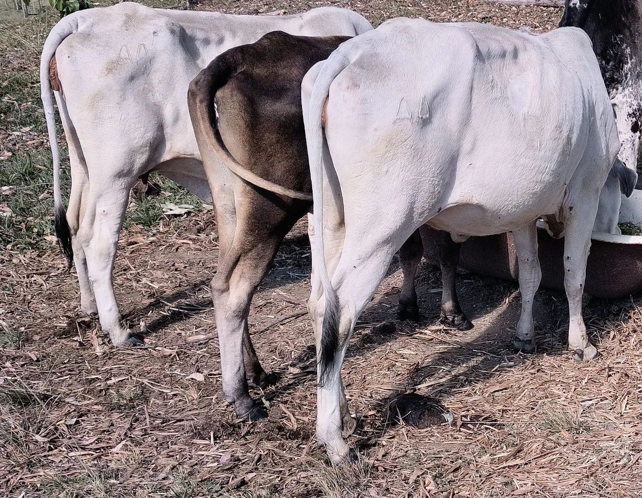 3 Vacas - Foto 5