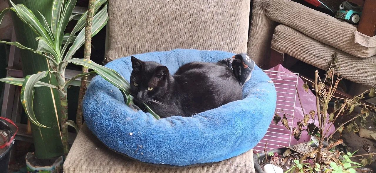 Gatos  - Foto 2