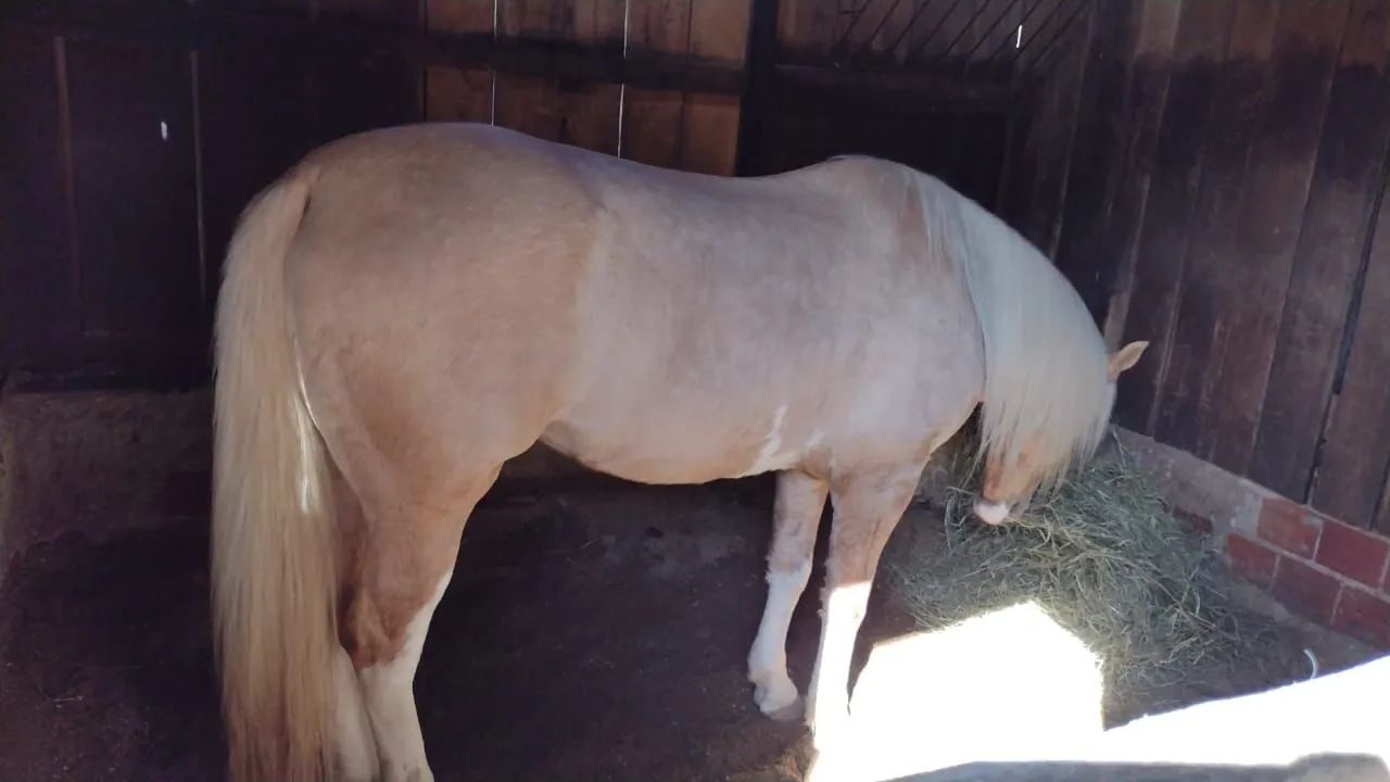 Cavalo crioulo documentado (Juca ruivo da recorrida) - Foto 4