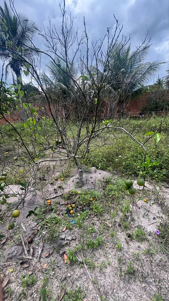 Terreno sítio Camaçari  - Foto 3