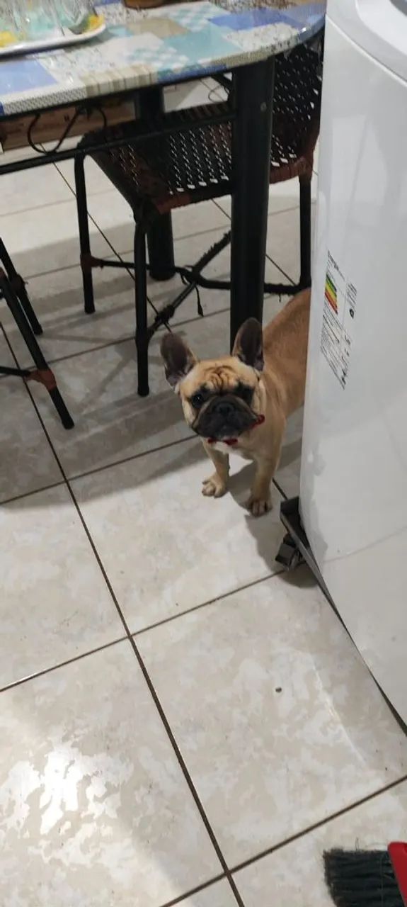 Bulldog francês  - Foto 2