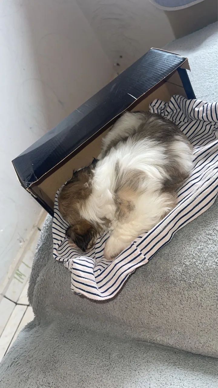 Shih Tzu para doação - Foto 2