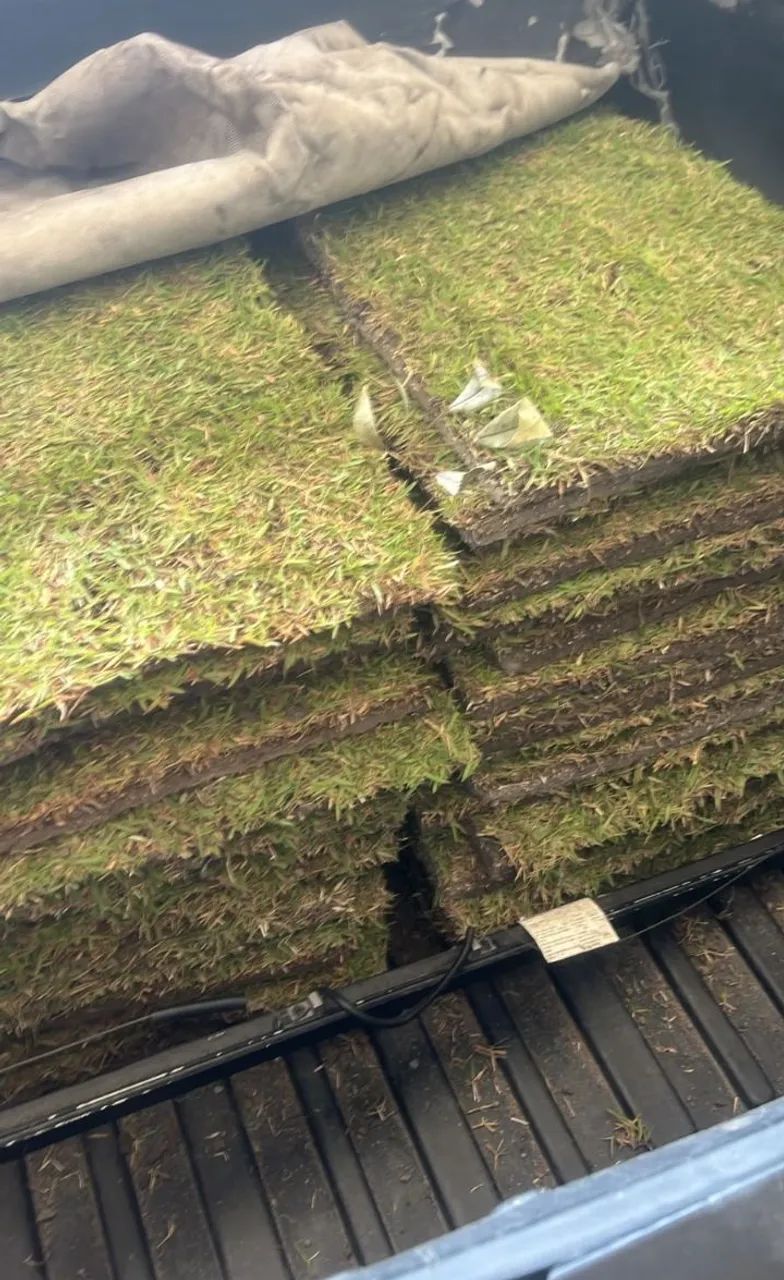 Grama Esmeralda Natural Plantio e Venda!! - Foto 4