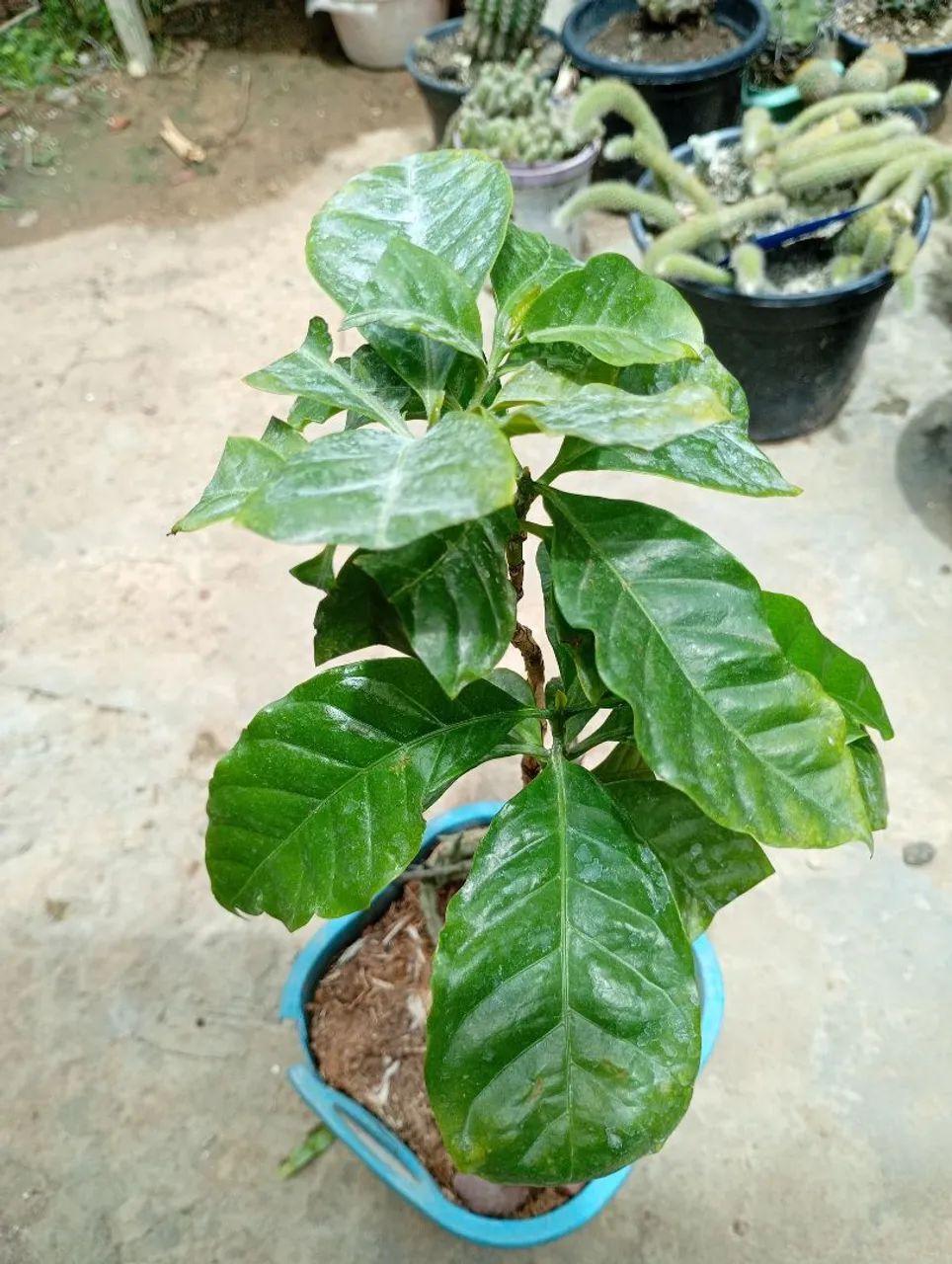 Muda de Café do Amarelo, Tenha pé de Café no seu Quintal 