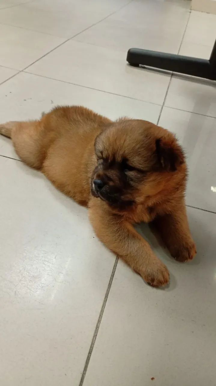Chow Chow filhote  - Foto 2