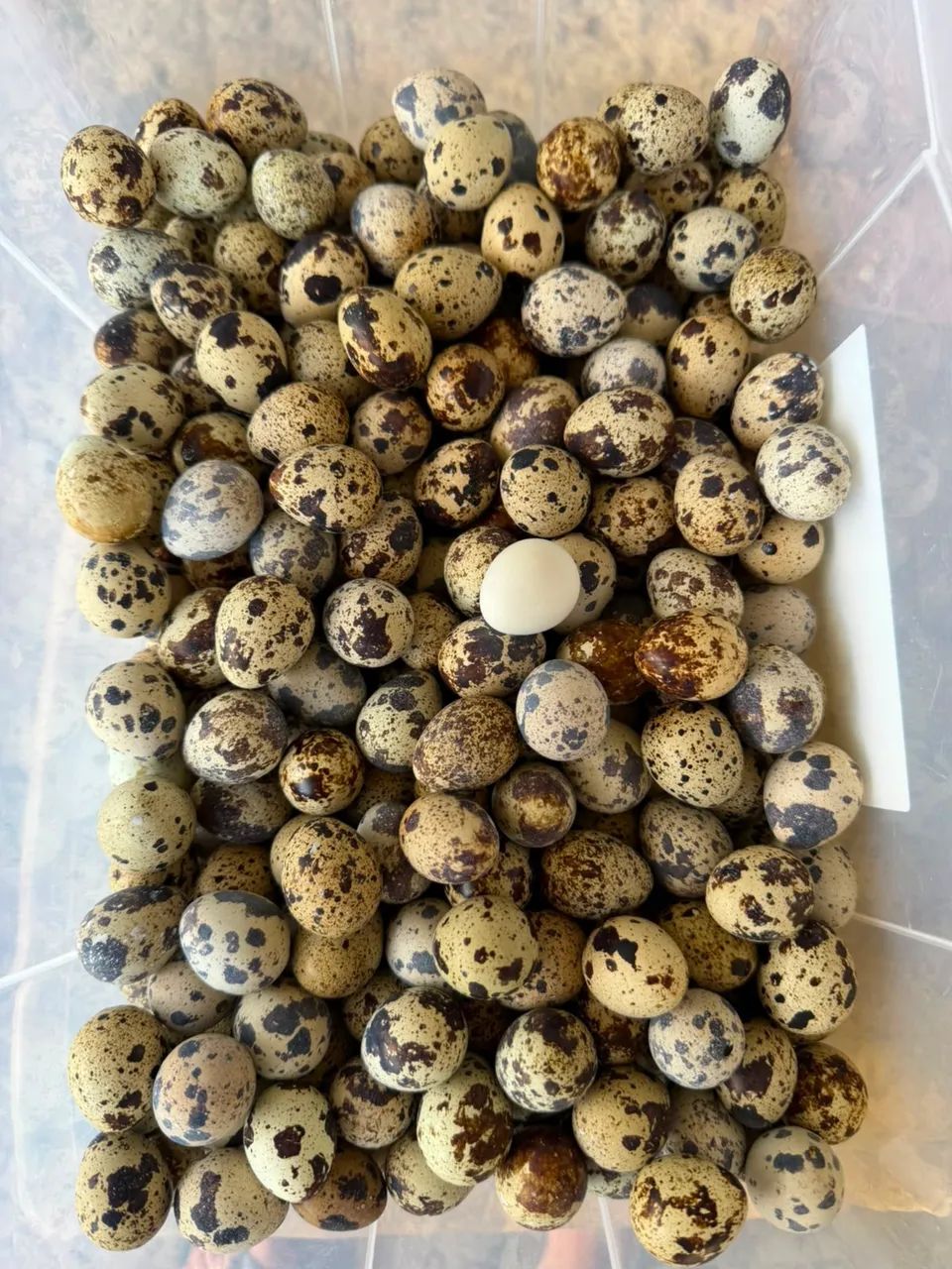 ovos de codornas  - Foto 3