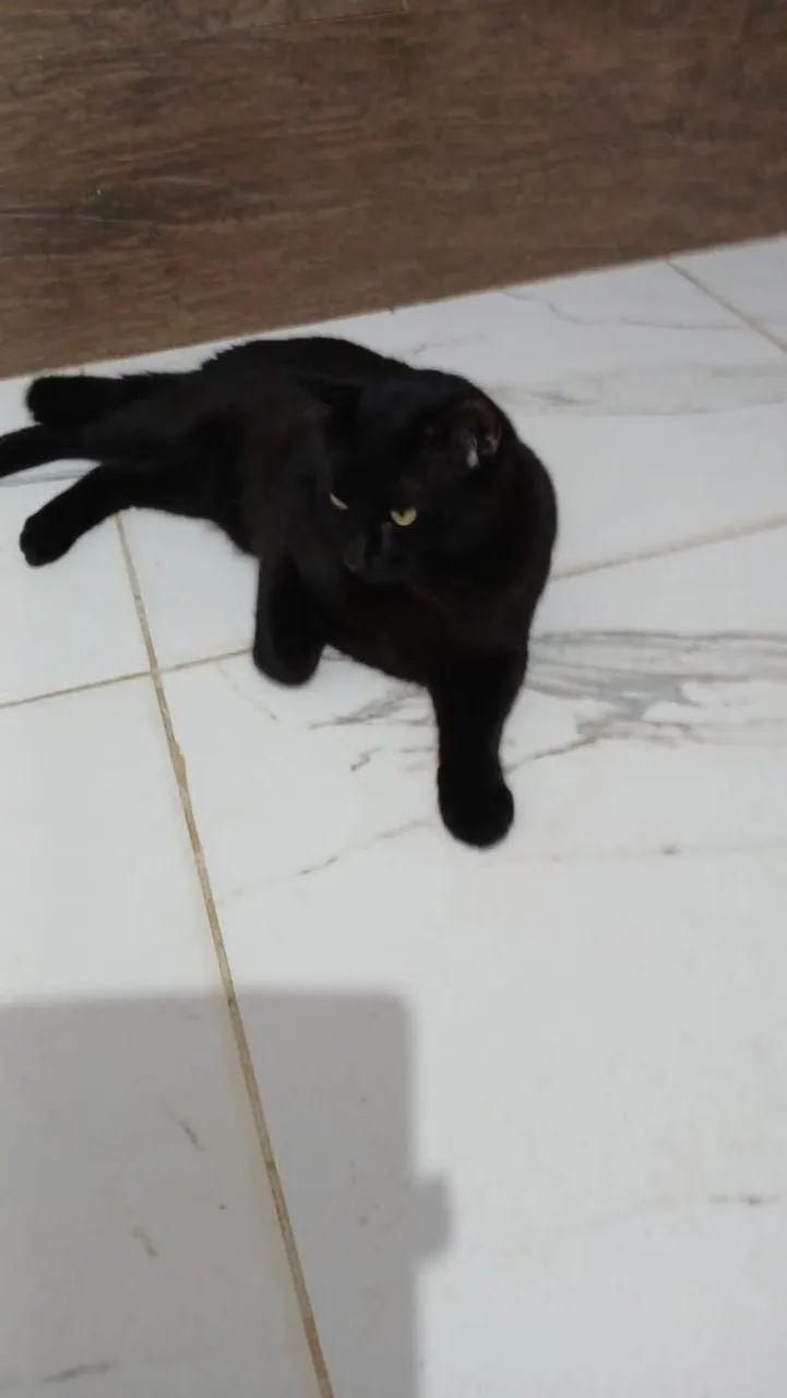 Gato preto 