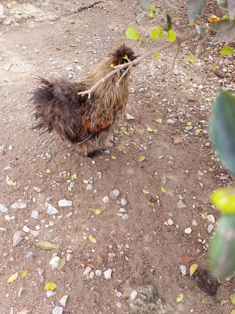Galo  - Foto 2