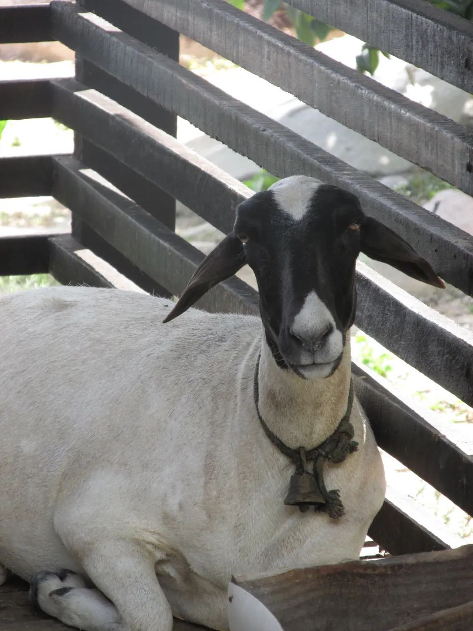 Canon Powershot SX170 IS - Foto 5