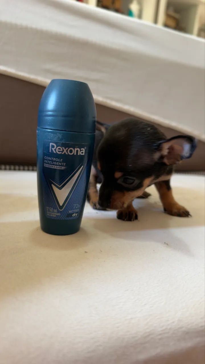 Pinscher miniaturas  - Foto 3