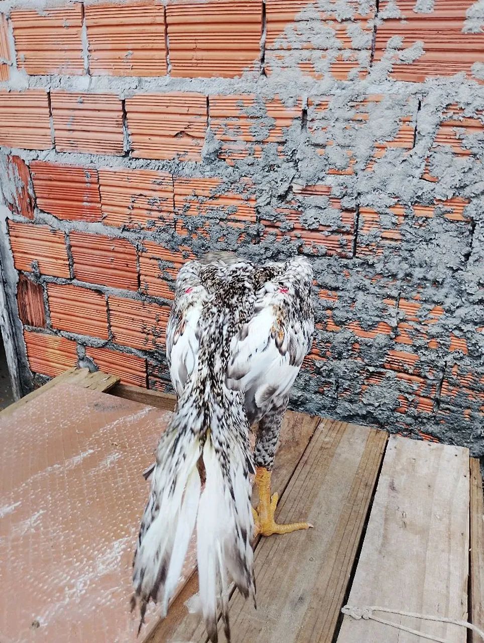 Shamo Puro , linhagem Tari tori x Alemão 7 meses de idade  valor 250,$ - Foto 6