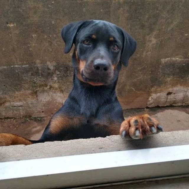 doação de cachorro  - Foto 5