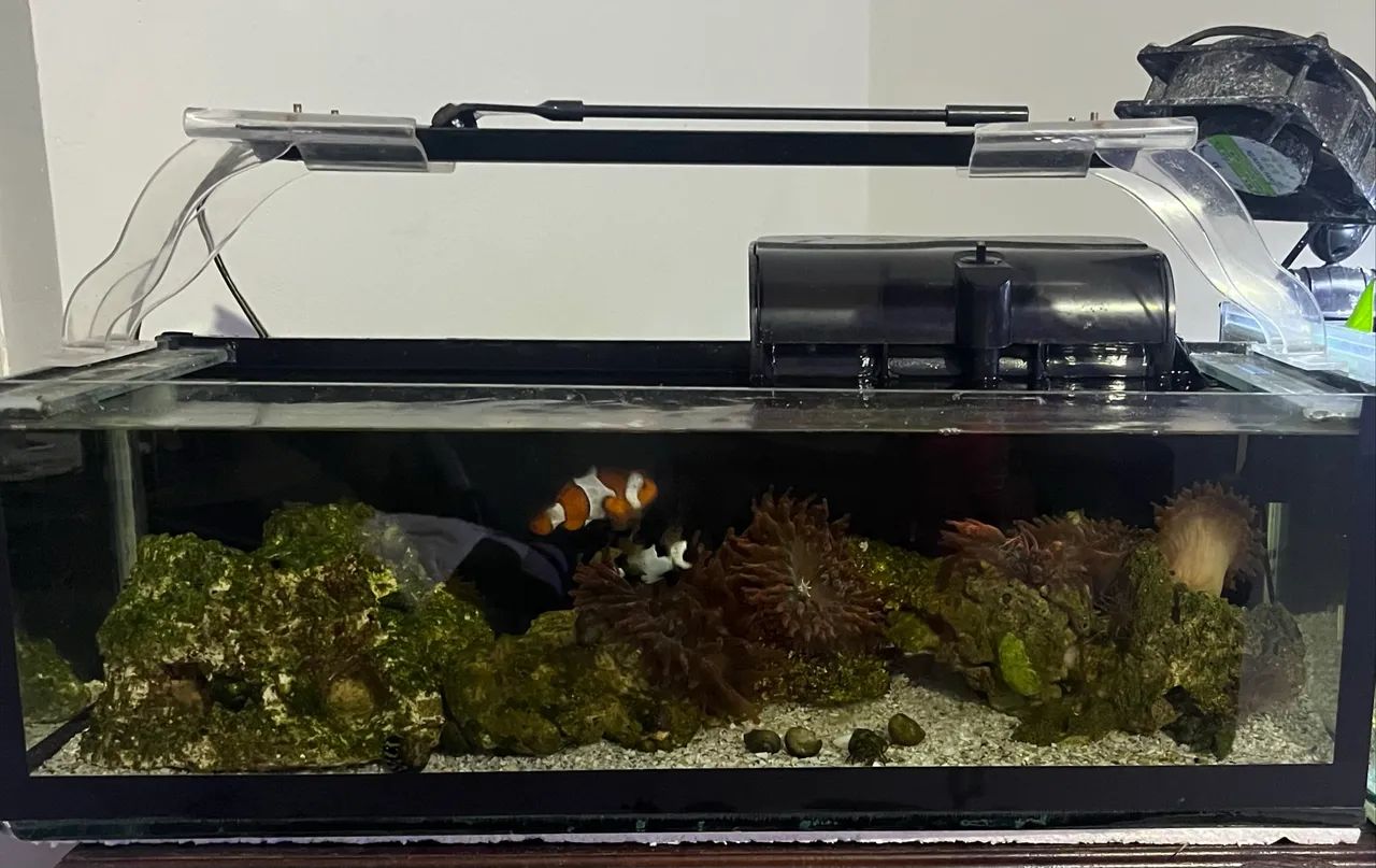 Aquario  - Foto 4