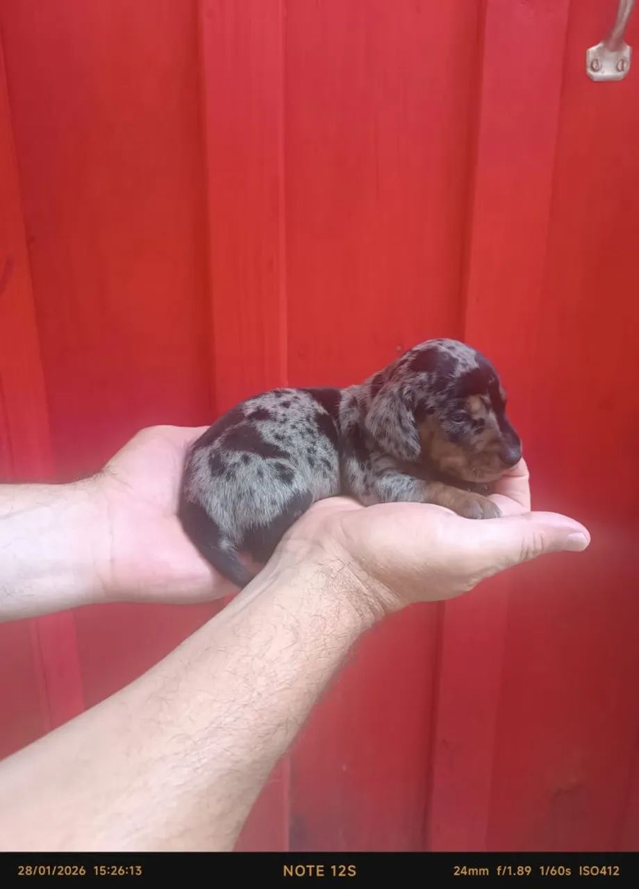 Femea top dachshund para reserva - Foto 2