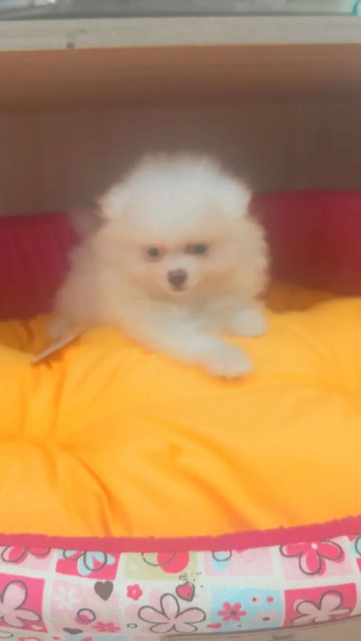 Cachorro - Foto 5