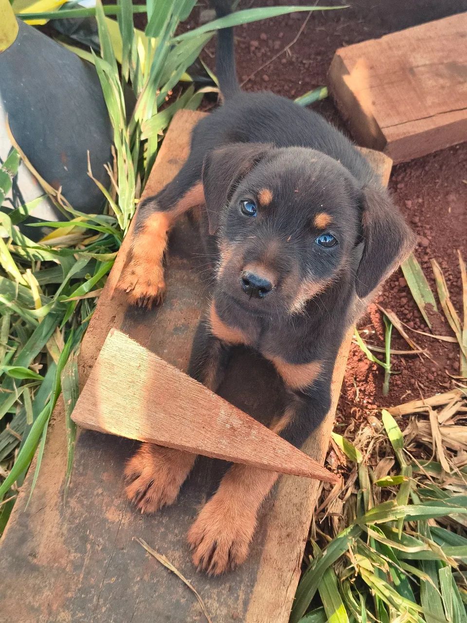 Cachorrinhos para doação ? - Foto 3