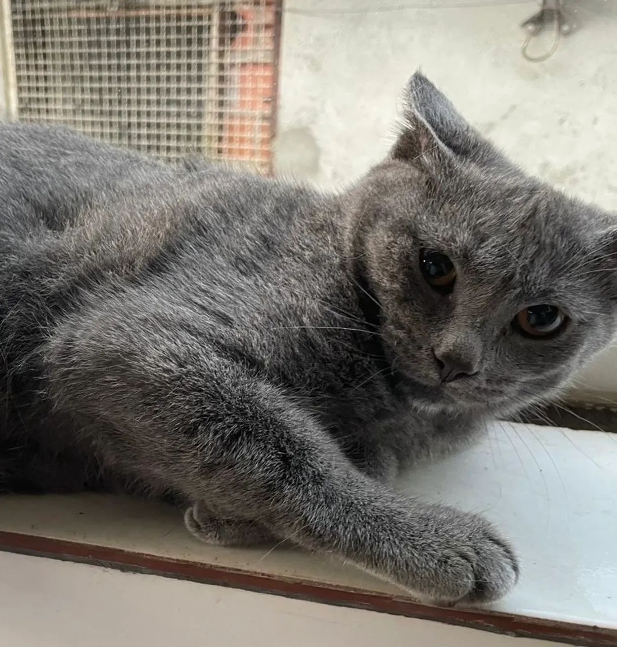 British Shorthair fêmea 4 meses lindíssima- padrão premium e puro charme!