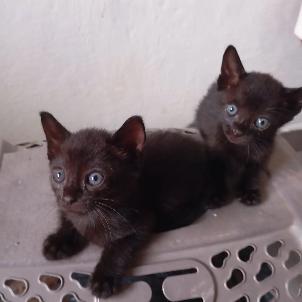 Doação responsável  - Foto 3